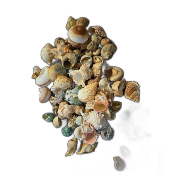 Source Unknown Other - 50+ Assorted Natural  Shells - All Sizes!